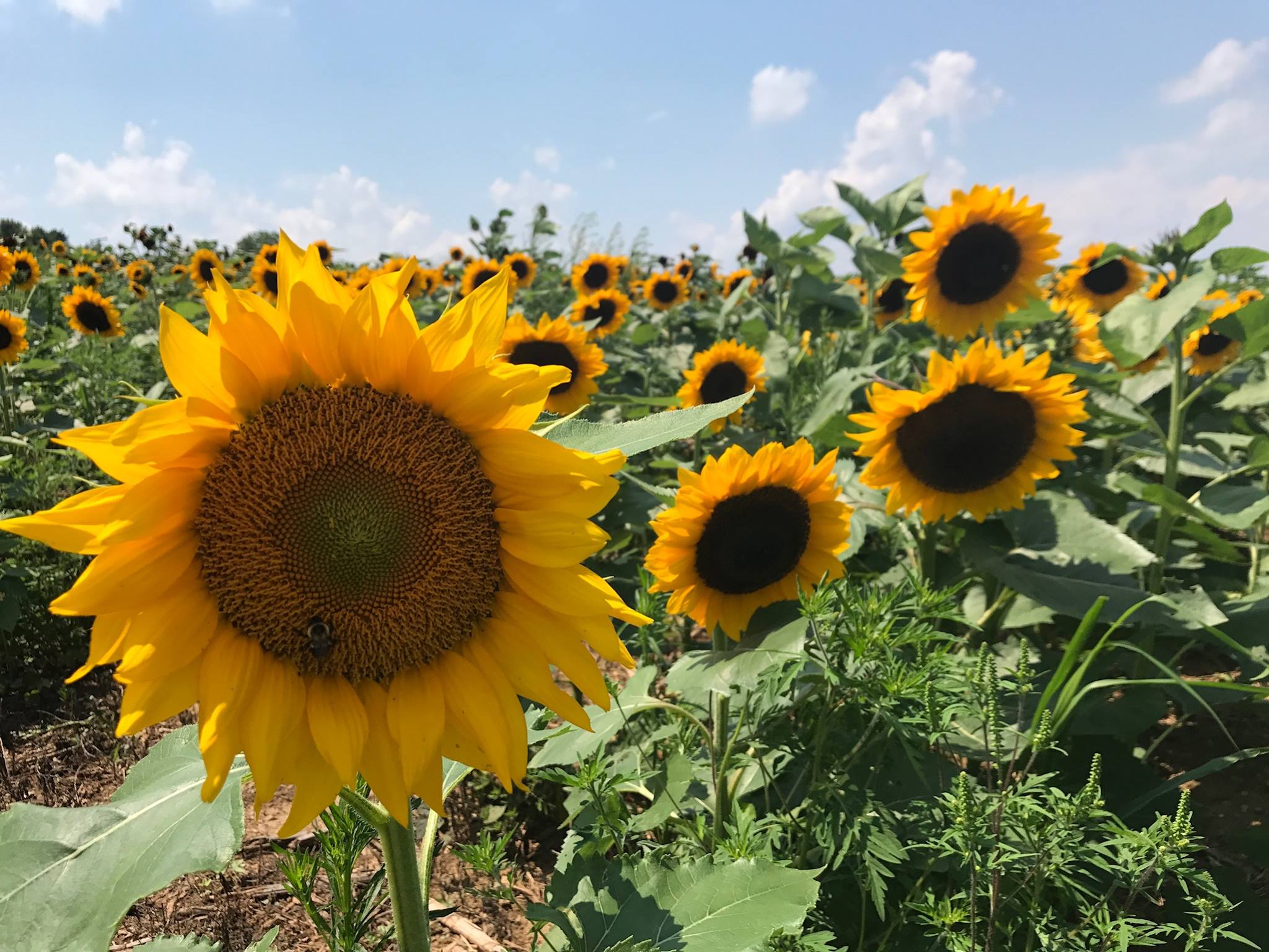 13 Beautiful Sunflower Fields in Pennsylvania visitPA